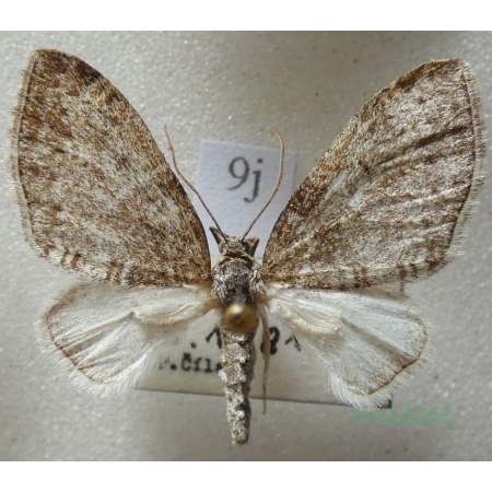 Lobophora halterata (Hufnagel, 1767) Płatynka osikówka Czech9j